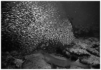 School of baitfish and nurse shark on sea floor. Biscayne National Park, Florida, USA. (black and white)