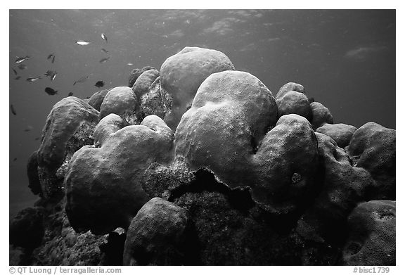 Brain coral and fish. Biscayne National Park (black and white)