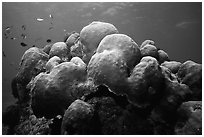 Brain coral and fish. Biscayne National Park, Florida, USA. (black and white)
