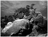 Coral and blue fish. Biscayne National Park, Florida, USA. (black and white)