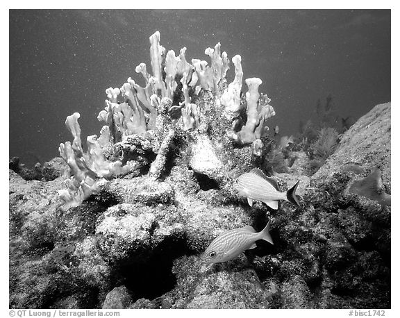 Coral and smallmouth grunts. Biscayne National Park (black and white)