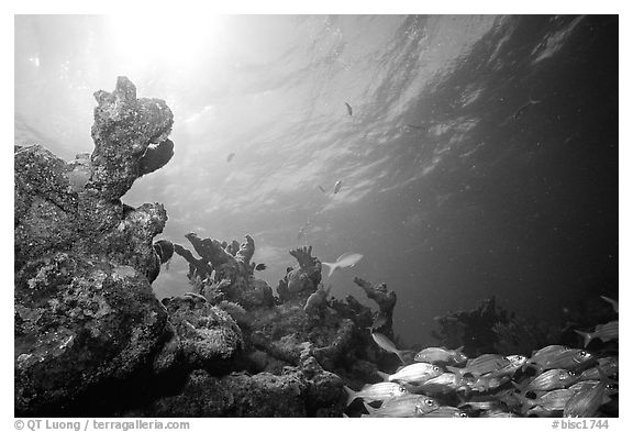Smallmouth grunts and coral. Biscayne National Park (black and white)