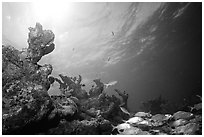 Smallmouth grunts and coral. Biscayne National Park, Florida, USA. (black and white)