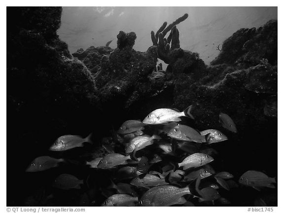 Smallmouth grunts under overhanging rock. Biscayne National Park, Florida, USA.