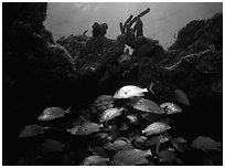 Smallmouth grunts under overhanging rock. Biscayne National Park, Florida, USA. (black and white)