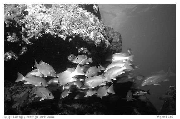 Yellow snappers under an overhang. Biscayne National Park (black and white)