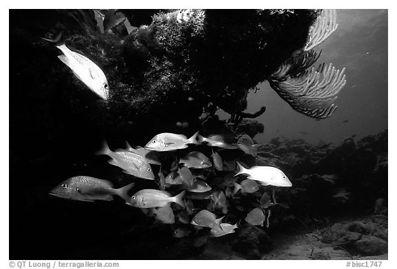 Yellow snappers and smallmount grunts under a overhanging rock. Biscayne National Park, Florida, USA.