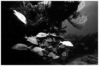 Yellow snappers and smallmount grunts under a overhanging rock. Biscayne National Park, Florida, USA. (black and white)
