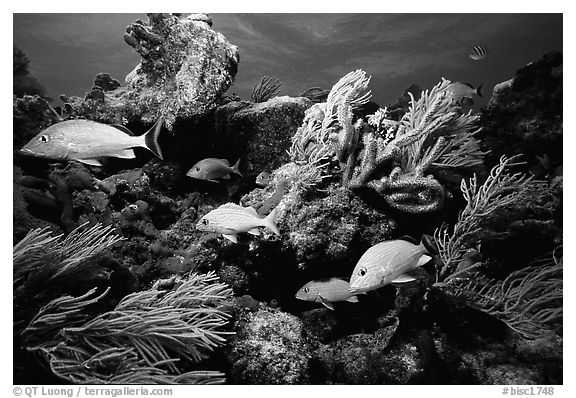 Yellow snappers and soft coral. Biscayne National Park (black and white)