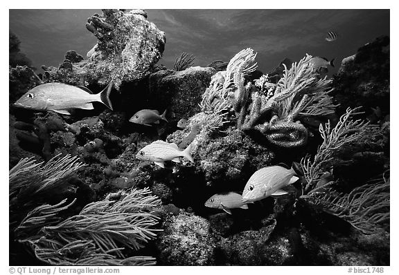 Yellow snappers and soft coral. Biscayne National Park, Florida, USA.