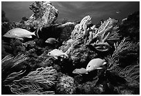 Yellow snappers and soft coral. Biscayne National Park ( black and white)