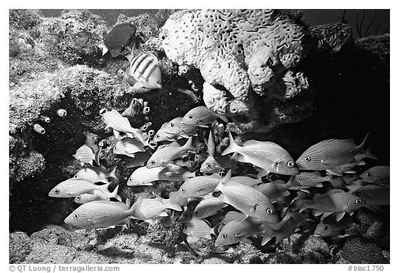 Yellow snappers and orange coral. Biscayne National Park, Florida, USA.