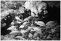 Yellow snappers and orange coral. Biscayne National Park, Florida, USA. (black and white)