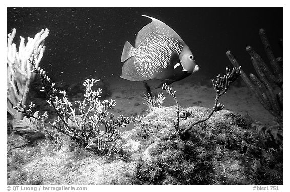 Tropical Fish. Biscayne National Park (black and white)