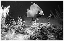 Tropical Fish. Biscayne National Park ( black and white)