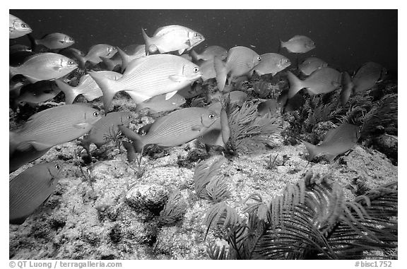 School of snapper fish. Biscayne National Park, Florida, USA.