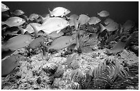 School of snapper fish. Biscayne National Park, Florida, USA. (black and white)
