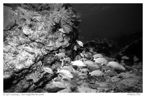 School of fish and rock. Biscayne National Park (black and white)