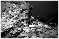 School of fish and rock. Biscayne National Park, Florida, USA. (black and white)