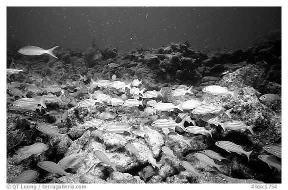 School of yellow snappers. Biscayne National Park, Florida, USA.