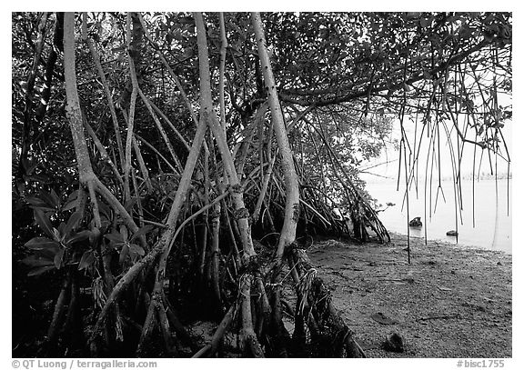 Mangroves on the shore at Convoy Point. Biscayne National Park, Florida, USA.