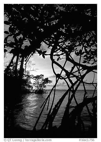 Biscayne Bay viewed through mangal at edge of water, sunset. Biscayne National Park (black and white)