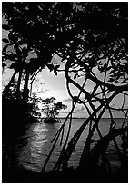 Biscayne Bay viewed through mangal at edge of water, sunset. Biscayne National Park, Florida, USA. (black and white)
