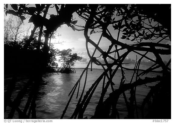 Biscayne Bay viewed through dense mangrove forest, sunset. Biscayne National Park (black and white)