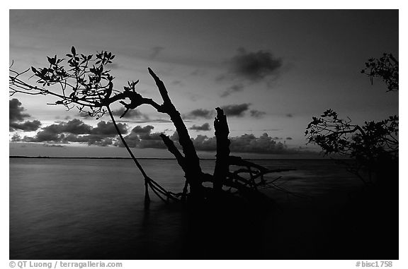 Biscayne Bay viewed through fringe of mangroves, dusk. Biscayne National Park (black and white)