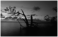 Biscayne Bay viewed through fringe of mangroves, dusk. Biscayne National Park, Florida, USA. (black and white)