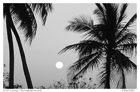 Palm trees and moon, Convoy Point. Biscayne National Park, Florida, USA.