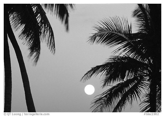 Palm trees leaves and moon, Convoy Point. Biscayne National Park, Florida, USA.