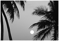 Palm trees leaves and moon, Convoy Point. Biscayne National Park, Florida, USA. (black and white)
