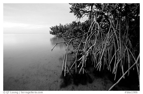 Mangal on Elliott Key, sunset. Biscayne National Park, Florida, USA.