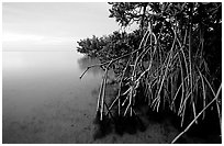 Mangal on Elliott Key, sunset. Biscayne National Park, Florida, USA. (black and white)