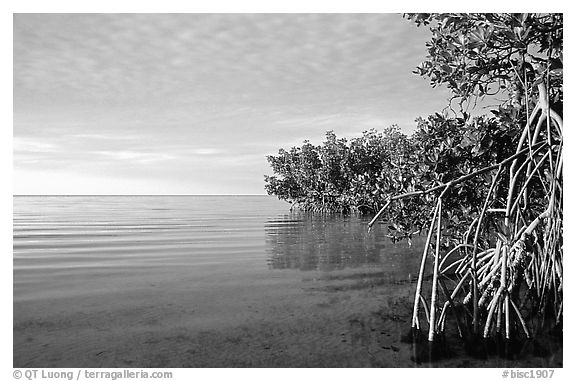 Mangrove shore of Elliott Key, sunset. Biscayne National Park (black and white)