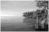Mangrove shore of Elliott Key, sunset. Biscayne National Park, Florida, USA. (black and white)