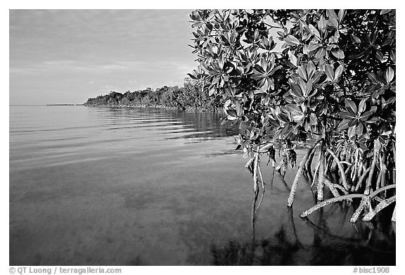 Coastal environment with mangroves,  Elliott Key, sunset. Biscayne National Park, Florida, USA.