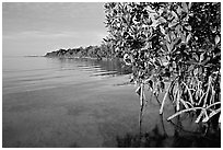 Coastal environment with mangroves,  Elliott Key, sunset. Biscayne National Park, Florida, USA. (black and white)