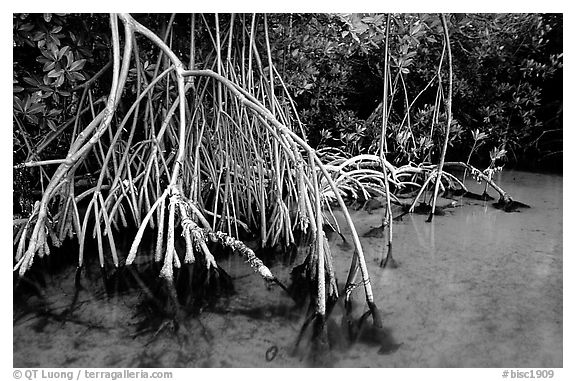 Mangrove (Rhizophora) root system,  Elliott Key. Biscayne National Park, Florida, USA.