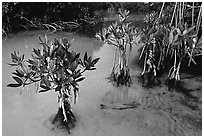 Small mangrove shrubs, Elliott Key. Biscayne National Park, Florida, USA. (black and white)