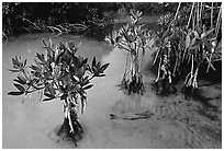 Pictures of Mangroves