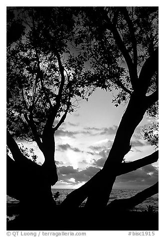 Sunrise framed by tree, Elliott Key. Biscayne National Park, Florida, USA.