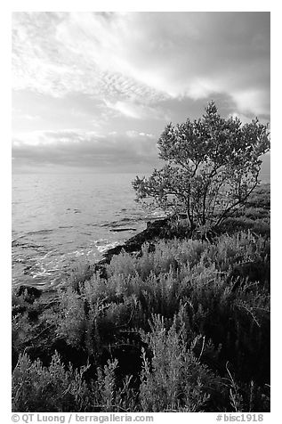 Saltwart plant community and tree on Atlantic coast, Elliott Key. Biscayne National Park, Florida, USA.