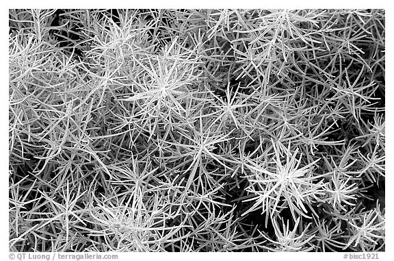 Shoreline plant detail. Biscayne National Park (black and white)