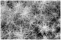 Shoreline plant detail. Biscayne National Park, Florida, USA. (black and white)