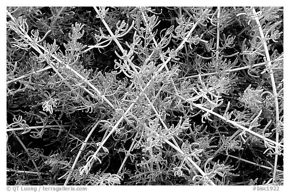 Saltwart plants close-up. Biscayne National Park, Florida, USA.