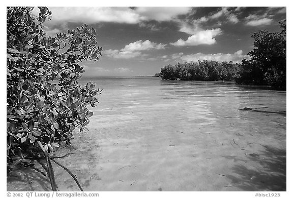 Mangrove forest on fringe of Elliott Key, mid-day. Biscayne National Park (black and white)