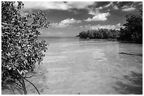 Mangrove forest on fringe of Elliott Key, mid-day. Biscayne National Park, Florida, USA. (black and white)