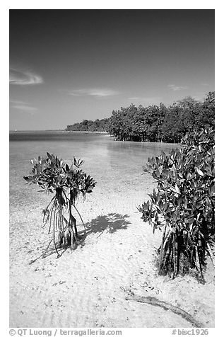 Mangrove shoreline on Elliott Key near the harbor, afternoon. Biscayne National Park (black and white)